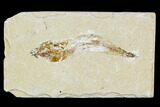 Cretaceous Fossil Fish (Charitopsis) - Lebanon #111677-1